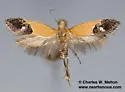 Triclonella xuthocelis - Hodges#1525 - photo 4