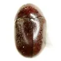 Tricorynus bifoveatus