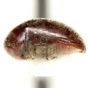 Tricorynus bifoveatus - photo 2