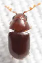 Tricorynus castaneus