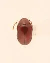 Tricorynus castaneus - photo 2