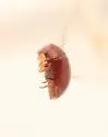 Tricorynus castaneus - photo 3