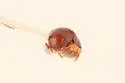 Tricorynus castaneus - photo 4