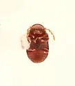 Tricorynus castaneus - photo 5