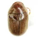 Tricorynus congruus