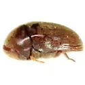 Tricorynus congruus - photo 2