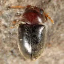 Tricorynus dichrous