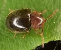 Tricorynus dichrous - photo 2