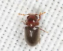 Tricorynus dichrous - photo 3