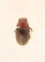 Tricorynus dichrous - photo 4