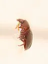 Tricorynus dichrous - photo 5