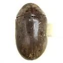 Tricorynus estriatus