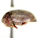 Tricorynus estriatus - photo 2