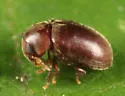 Tricorynus gravis