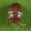 Tricorynus gravis - photo 2