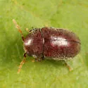 Tricorynus gravis - photo 3
