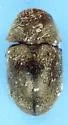 Tricorynus gravis - photo 4