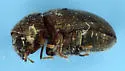 Tricorynus gravis - photo 5