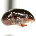 Tricorynus lucidus - photo 2