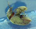 Tricorynus palliatus - Tricorynus palliatus