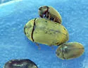 Tricorynus palliatus - photo 2