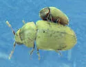 Tricorynus palliatus - photo 3