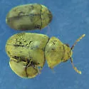 Tricorynus palliatus - photo 4