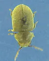 Tricorynus palliatus - photo 5