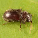 Tricorynus punctatus - photo 2