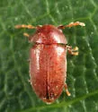 Tricorynus punctatus - photo 3