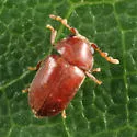 Tricorynus punctatus - photo 4