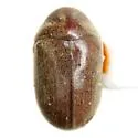 Tricorynus similis - photo 2
