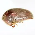 Tricorynus similis - photo 3