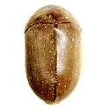 Tricorynus texanus - Tricorynus texanus
