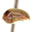 Tricorynus texanus - photo 2