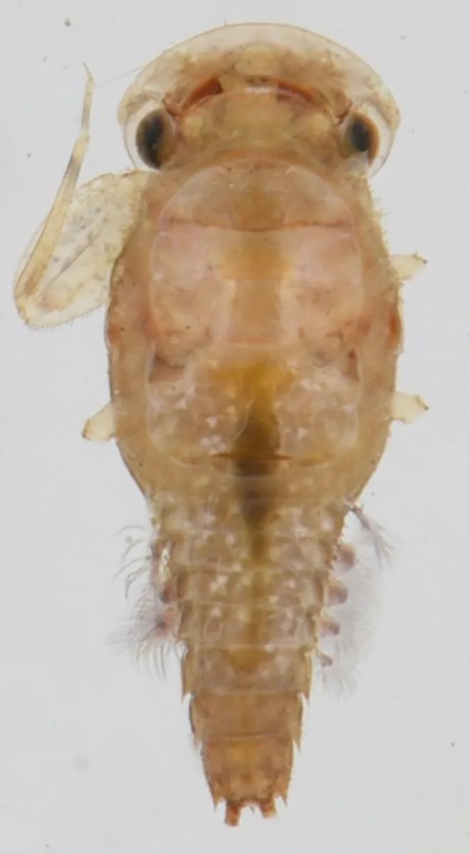 Little stout crawler mayflies - photo 3