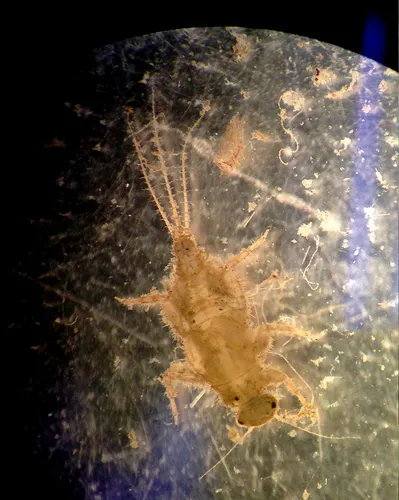 Tricorythodes albilineatus - Tricorythodes albilineatus