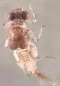 Tricorythodes dimorphus