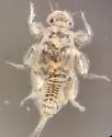 Tricorythodes edmundsi