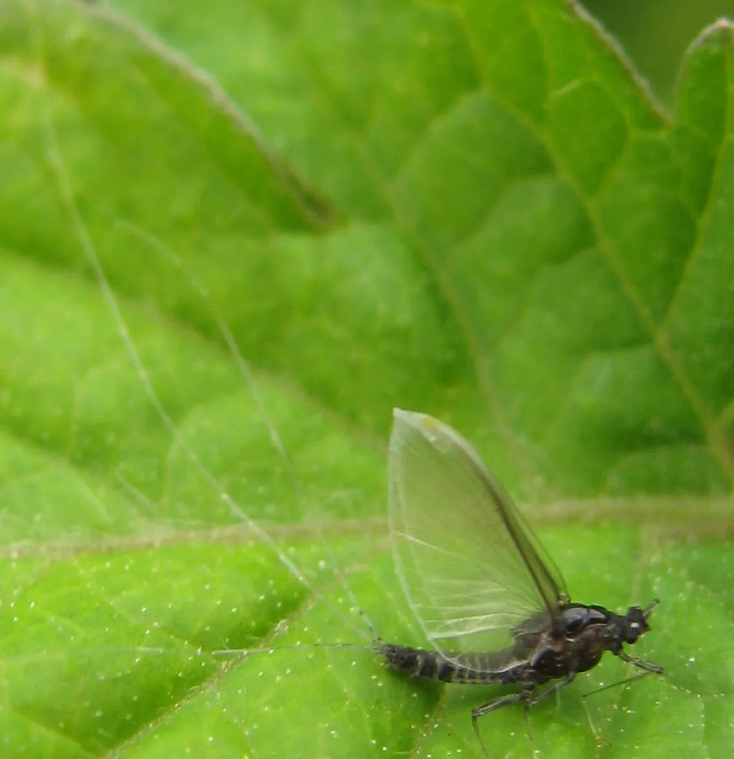 Tricorythodes explicatus - photo 2