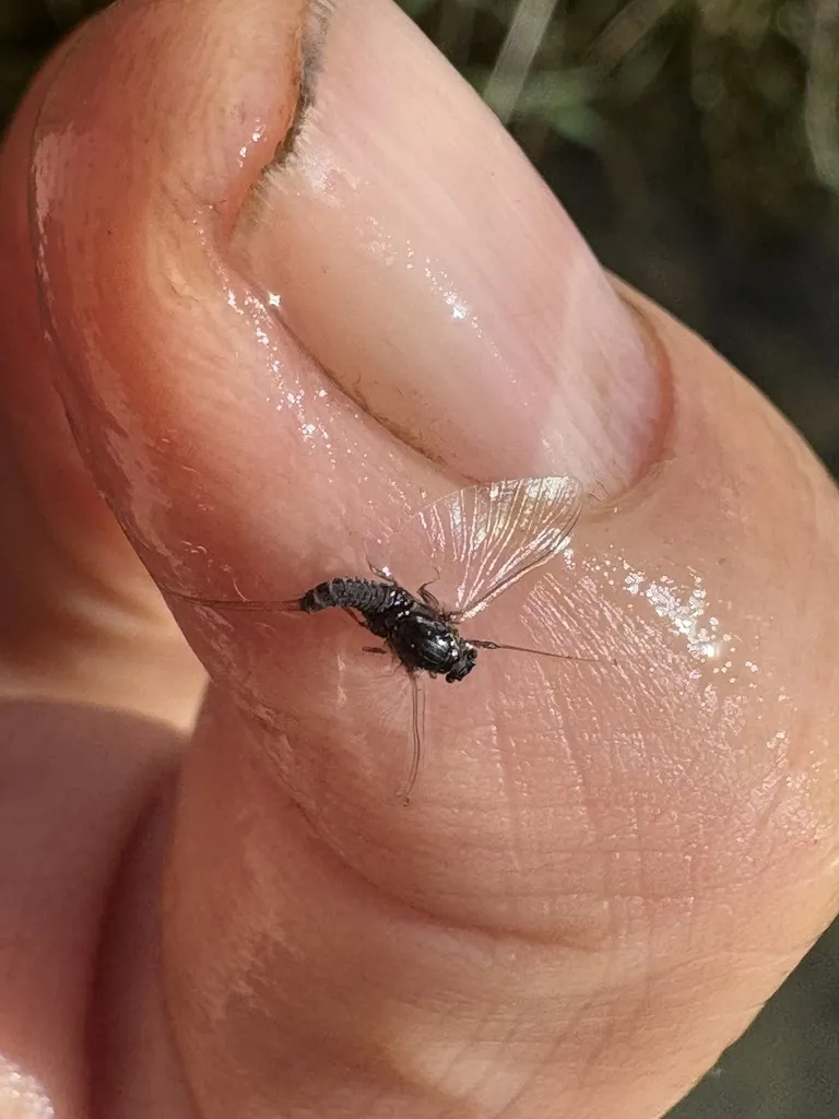 Tricorythodes stygiatus - photo 2