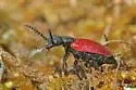 Tricrania sanguinipennis