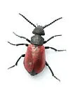 Tricrania sanguinipennis - photo 3