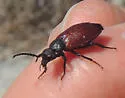 Tricrania sanguinipennis - photo 4