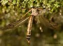 Tricyphona auripennis
