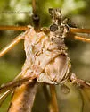 Tricyphona auripennis - photo 2