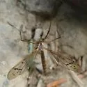 Tricyphona auripennis - photo 3