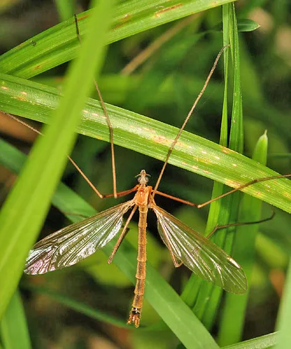 Tricyphona autumnalis