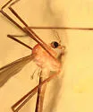 Tricyphona calcar