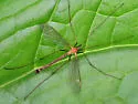 Tricyphona calcar - photo 4